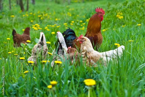 Hens and rooster