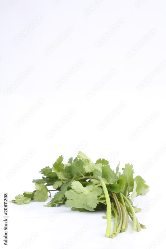 Fototapeta premium Coriander / 香菜 , 芫荽 , 芫茜