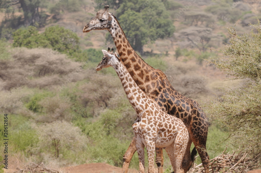 Obraz premium Giraffenduo