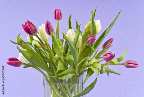 Bunch of Colorful Tulips in a Glass Vase