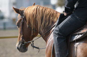 Sierkussen Paardrijden Detail van ruiter en paard  © VeSilvio
