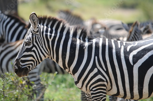 Zebras