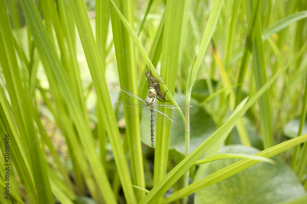 Insekten Insekten