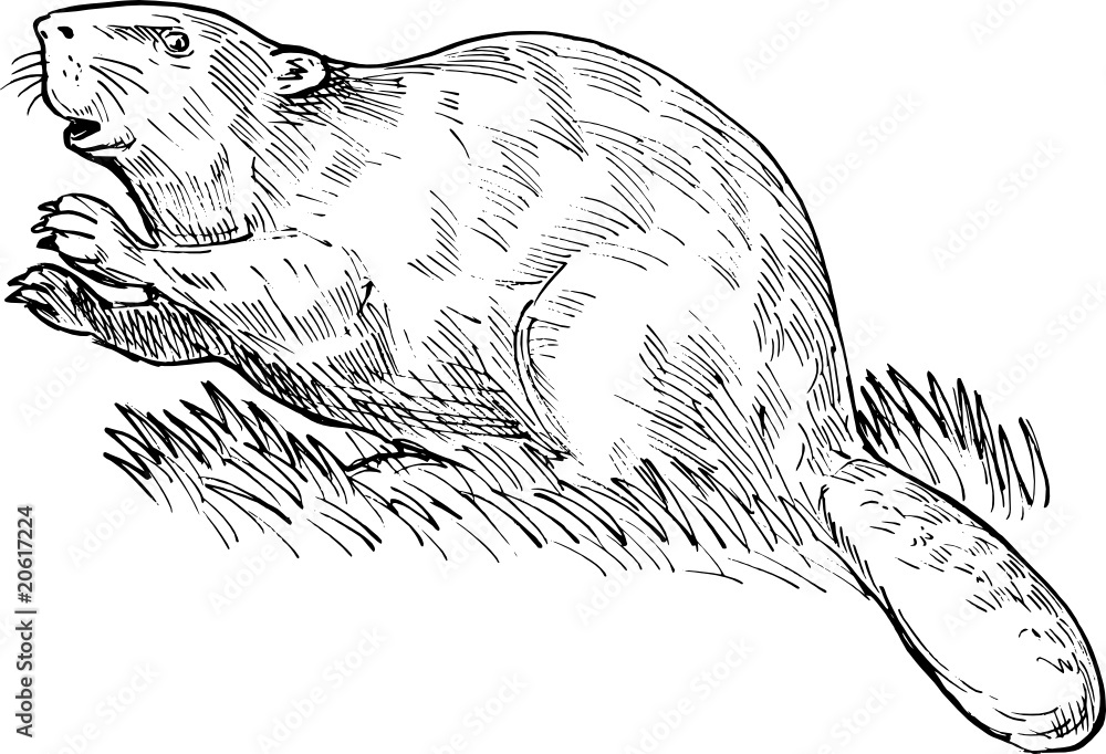 European beaver or Eurasian beaver - obrazy, fototapety, plakaty 