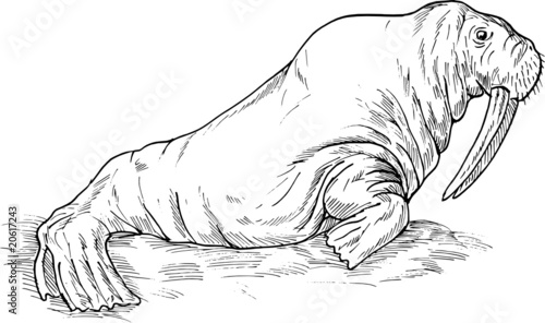 walrus drawing