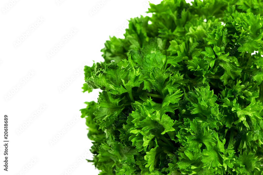 Parsley green leaf closeup on white background Parsley green leaf closeup on white background