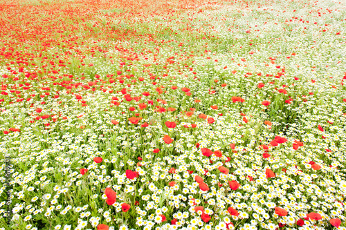 summer meadow in blossom © Richard Semik