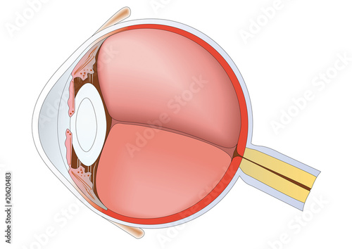 Ojo anatomía