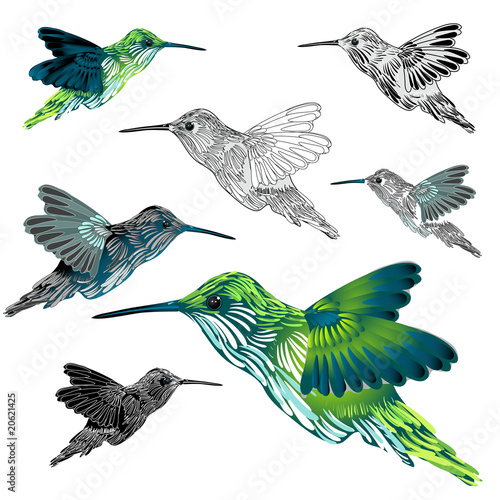 hummingbird