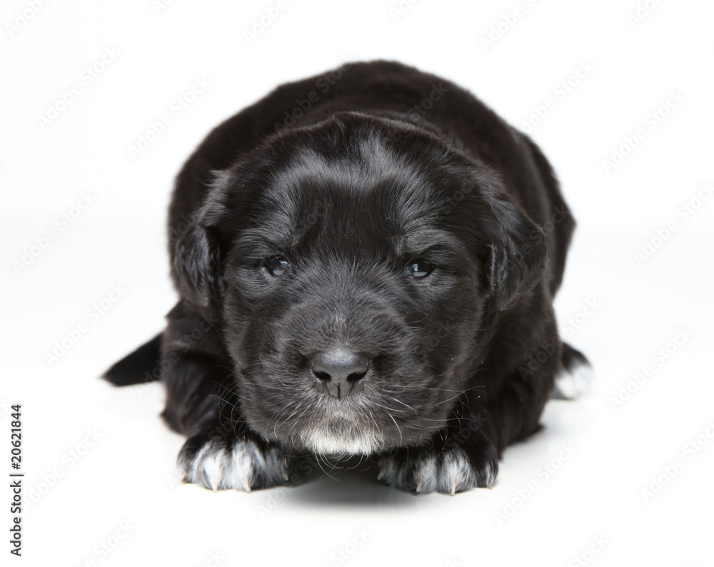 black puppy black puppy
