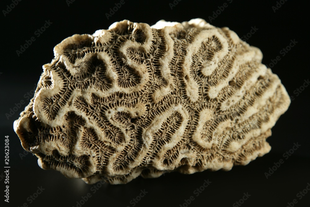 Brain coral stone macro detail closeup studio shot Brain coral stone macro detail closeup studio shot