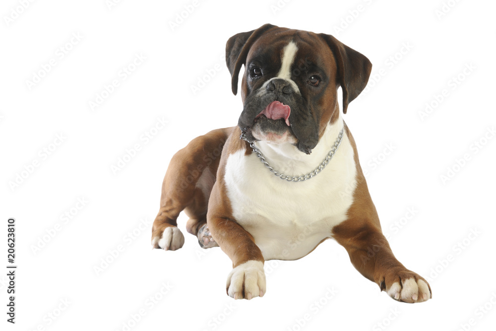 boxer de face en train de faire une grimace boxer de face en train de faire une grimace