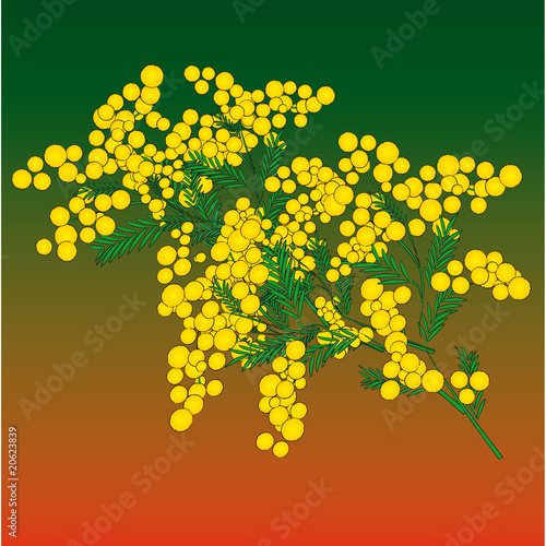 mimosa festa della donna