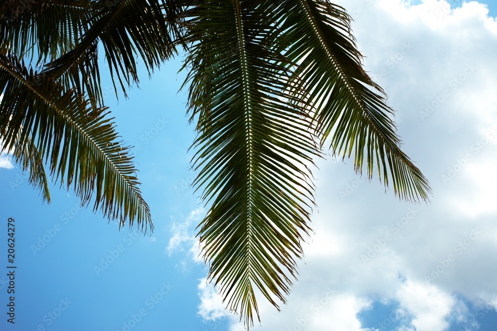 palms against the sky