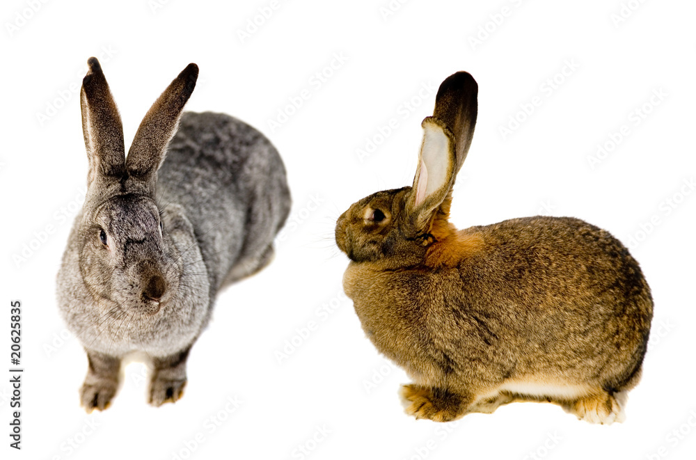 Obraz premium Rabbits