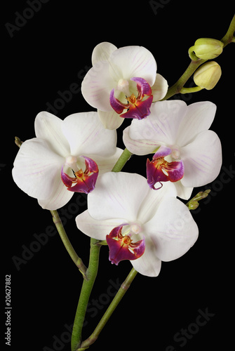 Orchid  e blanc  2