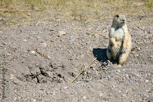 Prairie dog photo