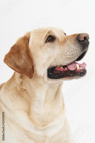 Retriever Labrador dog of a yellow ivory creme shade in studio © Kadmy