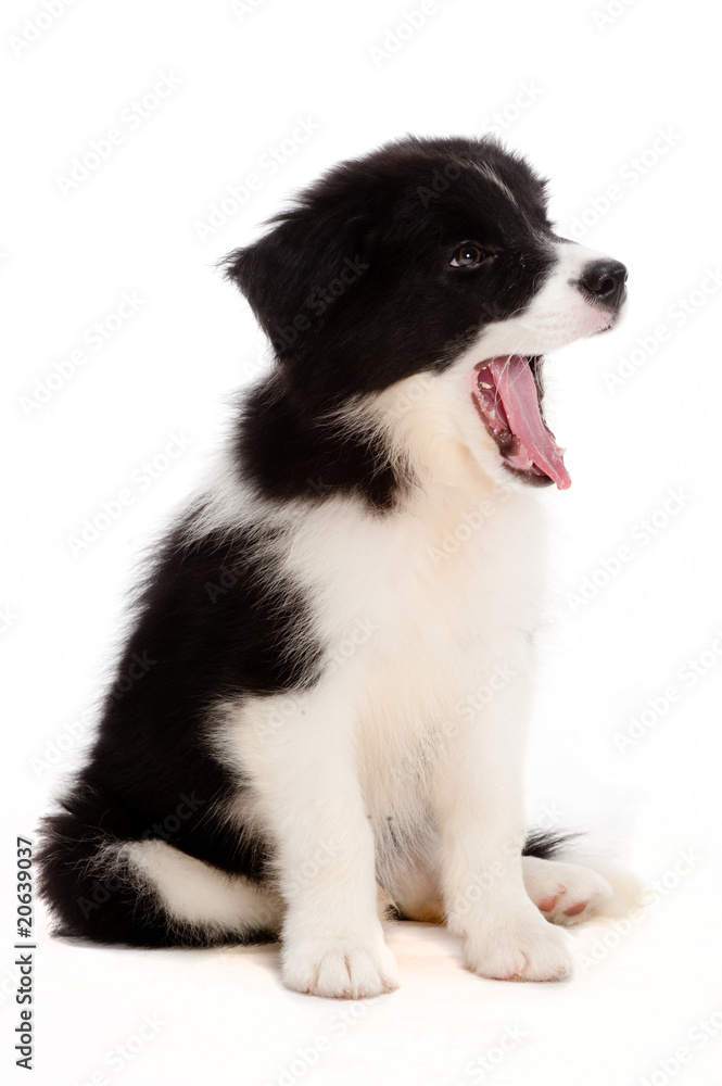 Fototapeta premium Puppy