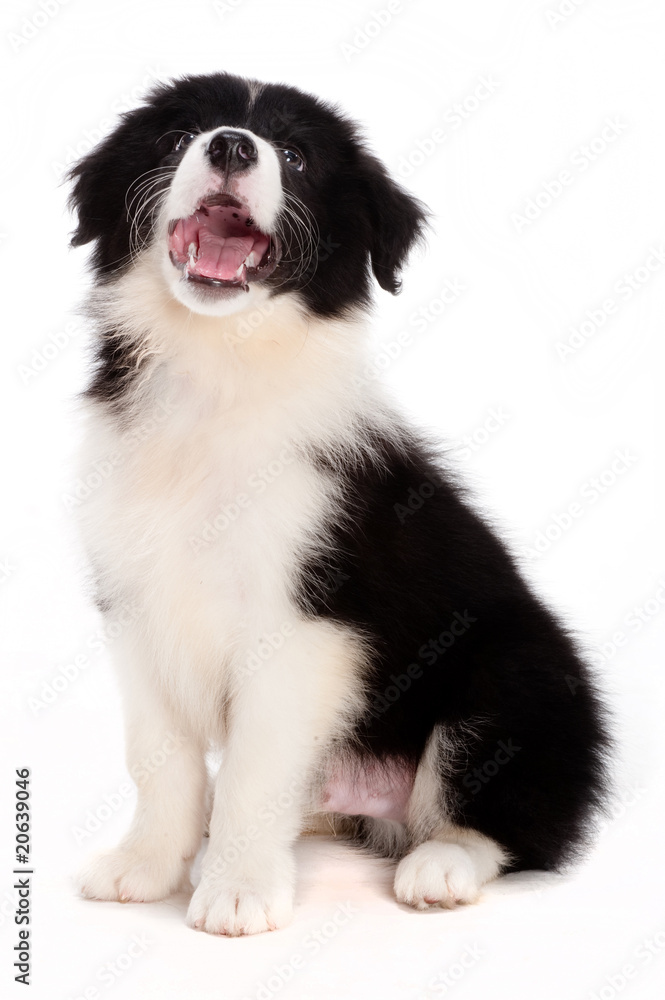 Fototapeta premium Puppy