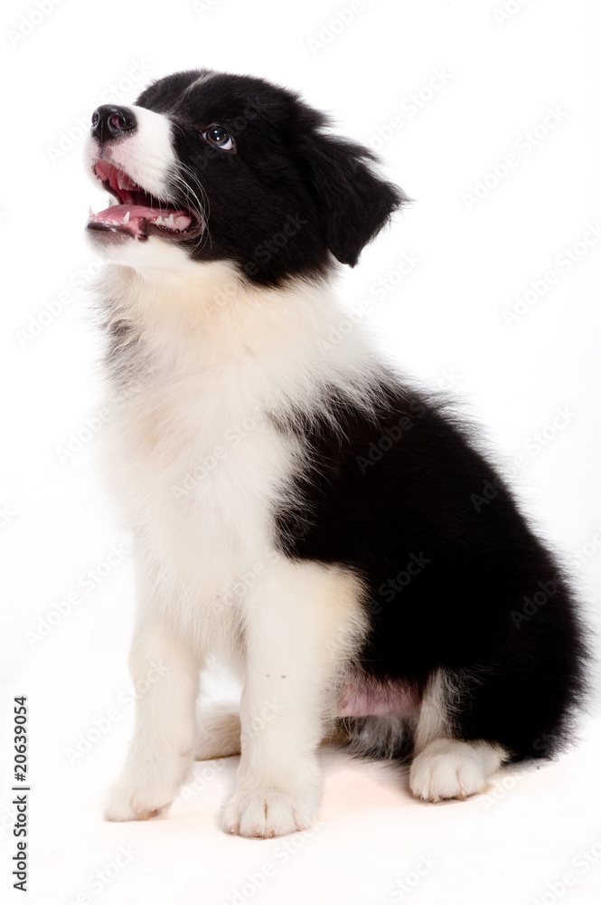 Fototapeta premium Puppy