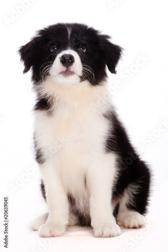 Puppy © EastWest Imaging