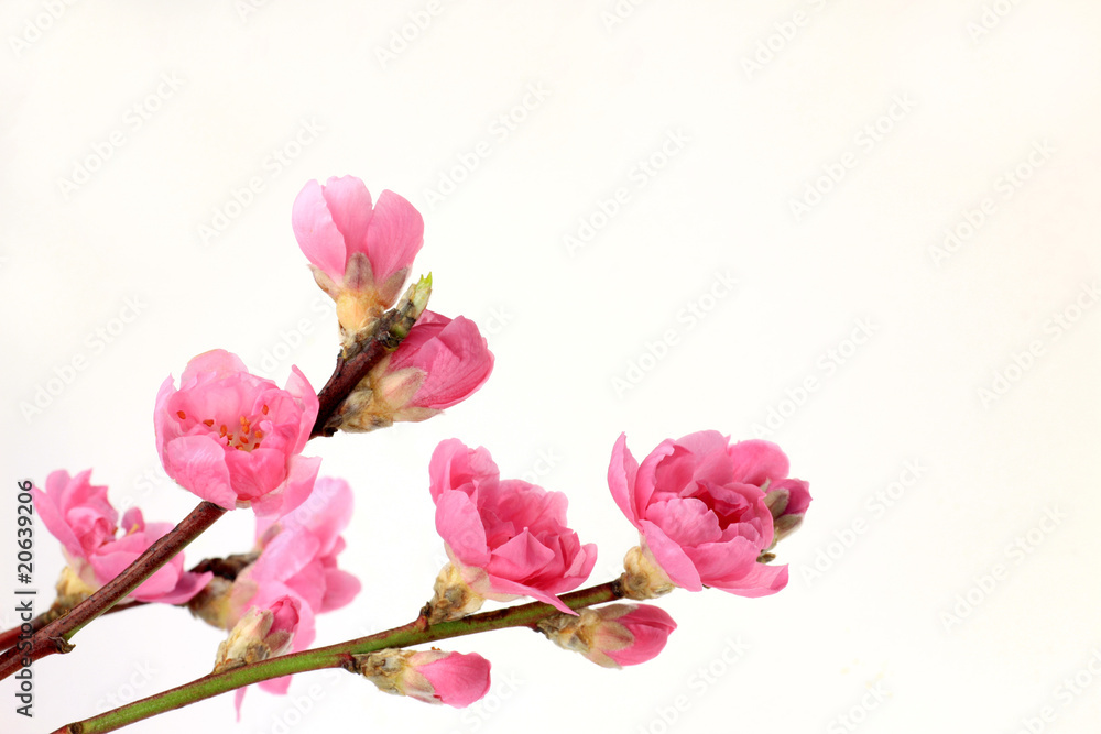 peach blossom peach blossom