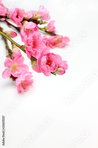 Wallpaper Mural peach blossom Torontodigital.ca