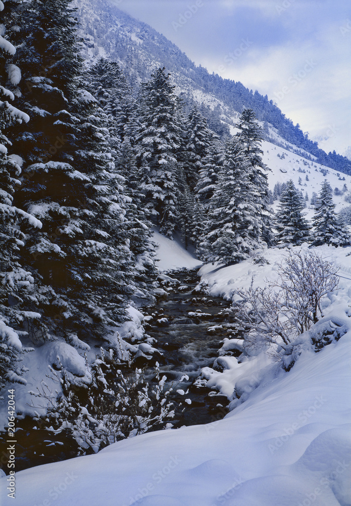 france,65,pyrénées : arbres et ru sous la neige