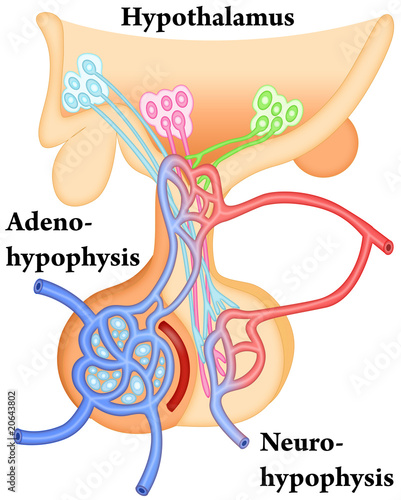 Hypothalamus-Hypophysis photo