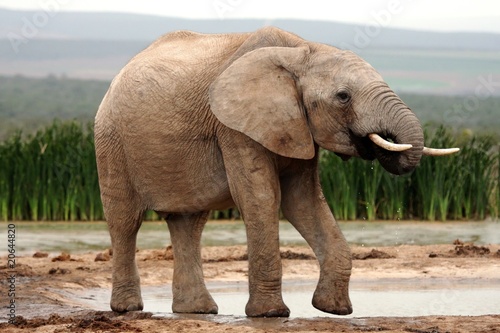 African Elephant Drinking Water