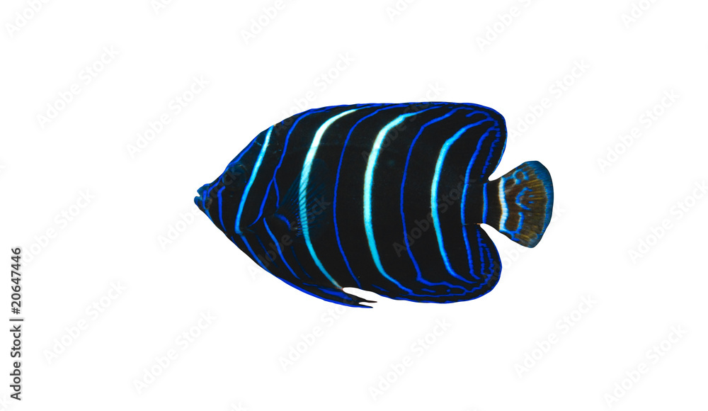 Poisson ange Poisson ange