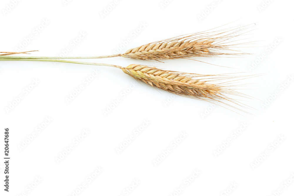 Fototapeta premium Grain ears