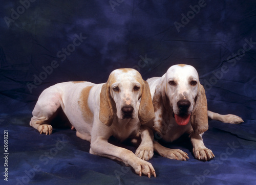 Deux chiens Porcelaine couchés en studio fond bleu