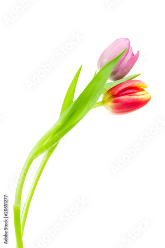 colorful spring tulips
