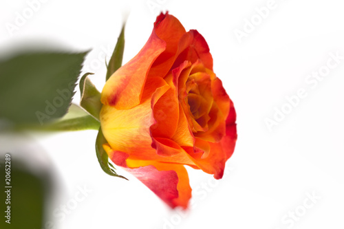 orange Rose  1