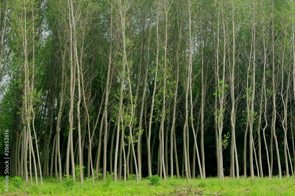 Fototapeta premium alberi 730