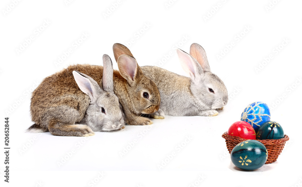 Fototapeta premium easter rabbits