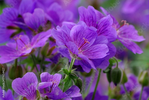 background of beautiful purple flowers