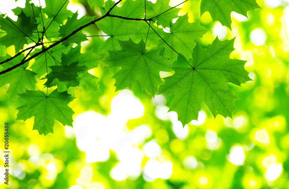 Obraz premium nature