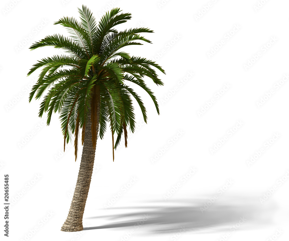 Obraz premium palm tree