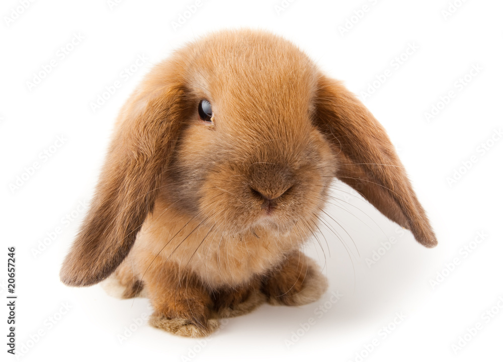 lop-rabbit, Miniature Lop (Oryctolagus cuniculus) lop-rabbit, Miniature Lop (Oryctolagus cuniculus)