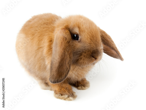 lop-rabbit, Miniature Lop (Oryctolagus cuniculus)