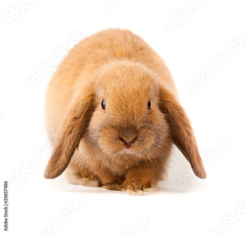 lop-rabbit, Miniature Lop (Oryctolagus cuniculus)