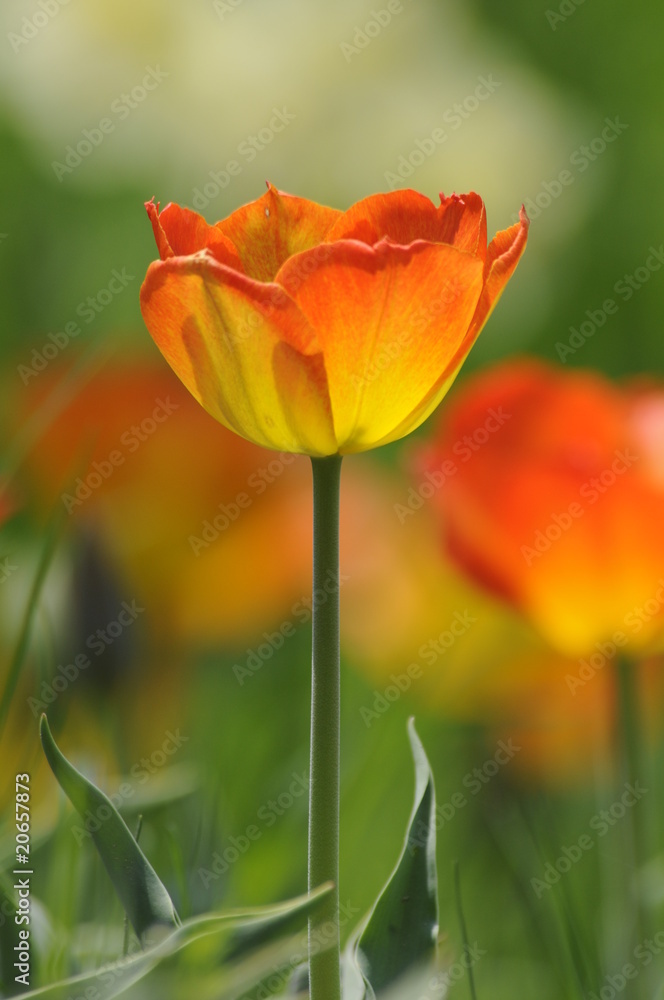 Tulpen Tulpen