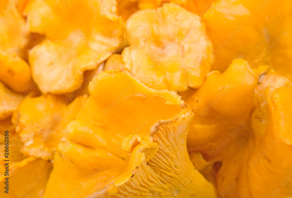 Fresh chanterelle background Fresh chanterelle background