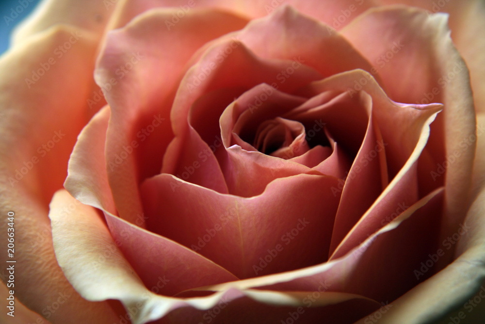rose rose
