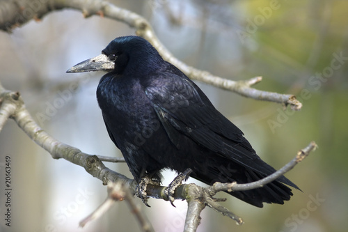 rook ( Corvus frugilegus) sitting on a branch