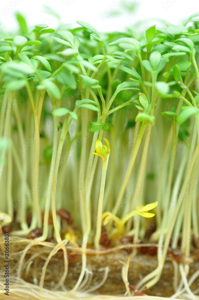 Obraz premium Keimen