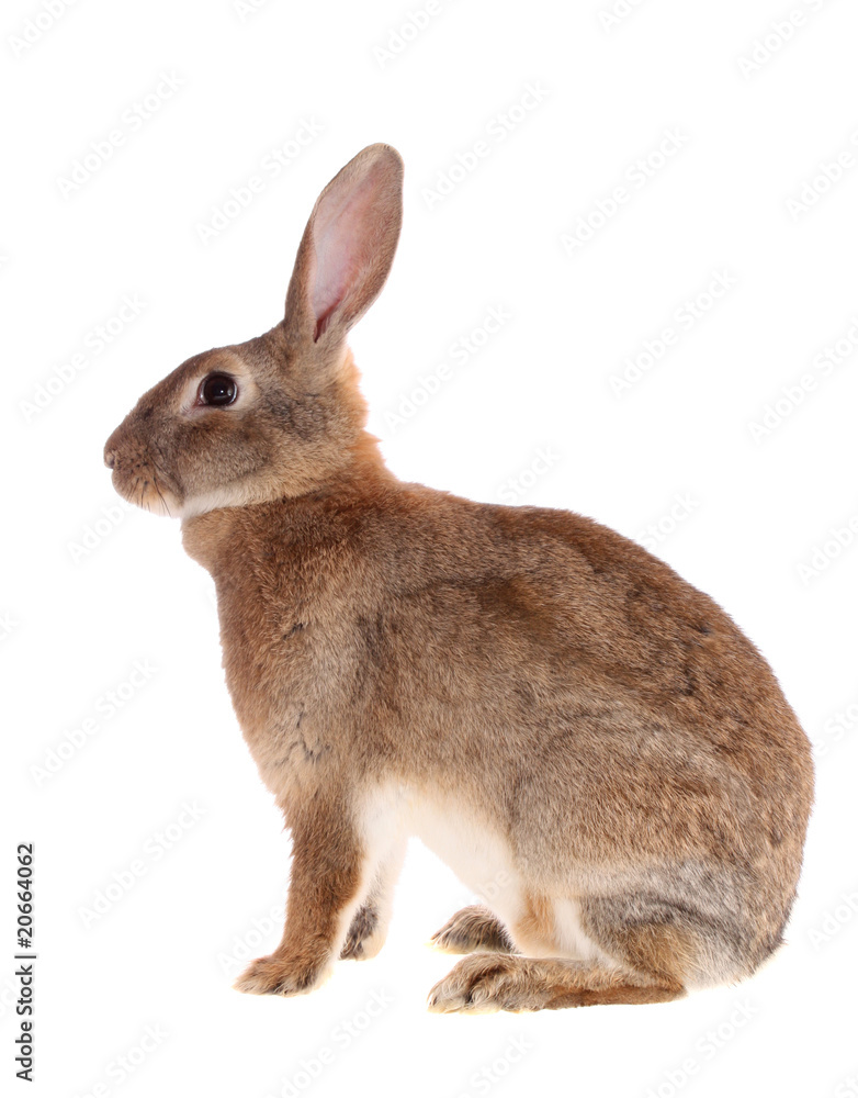 brown rabbit,isolated. brown rabbit,isolated.